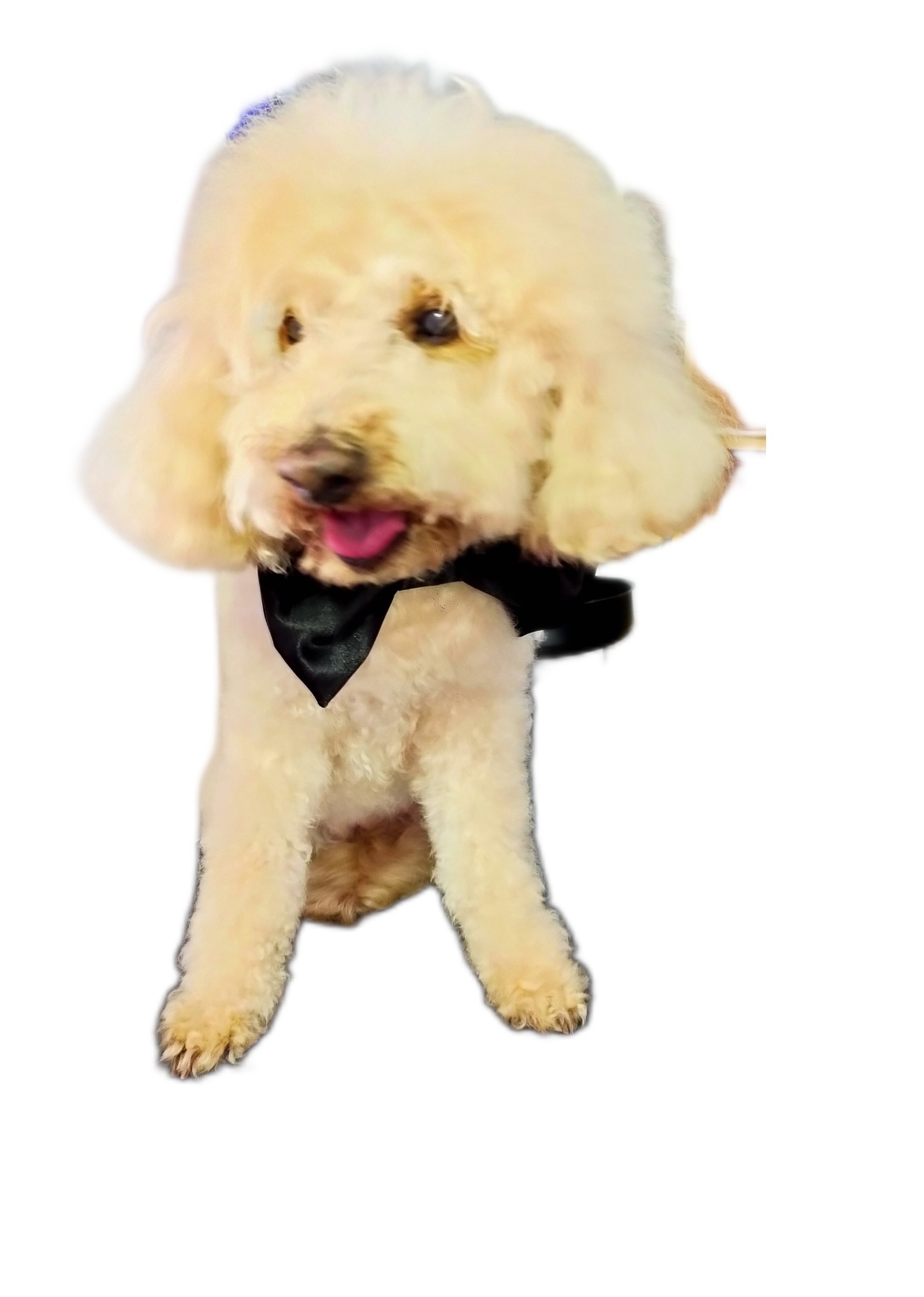 cravattino nero sul cane