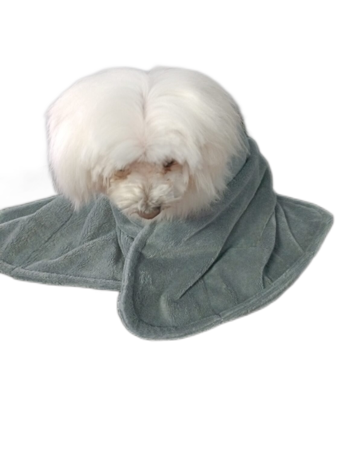 imageedit_1_5562903368